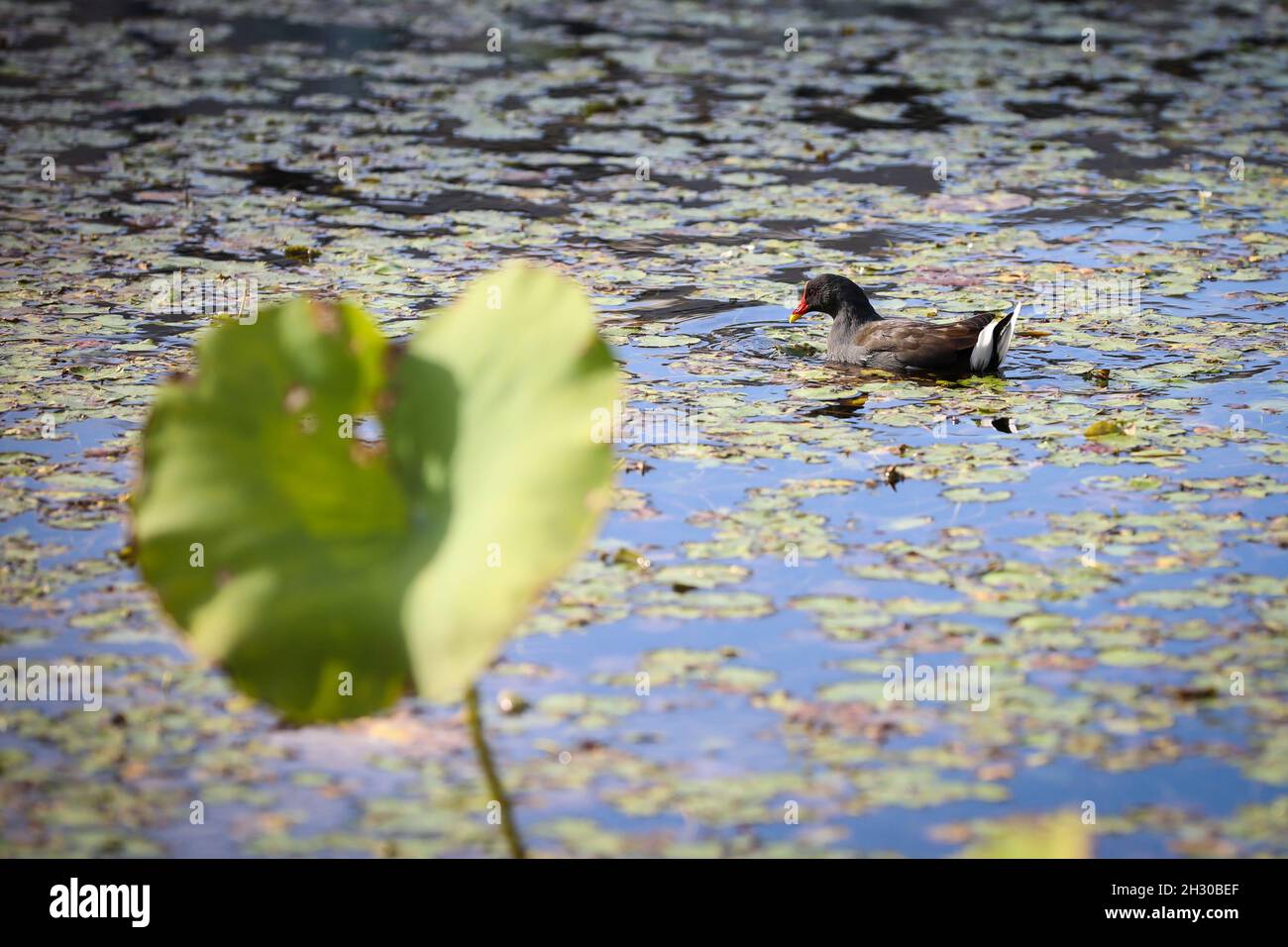 Moorhen swimming on still pond/lake. Stock Photo