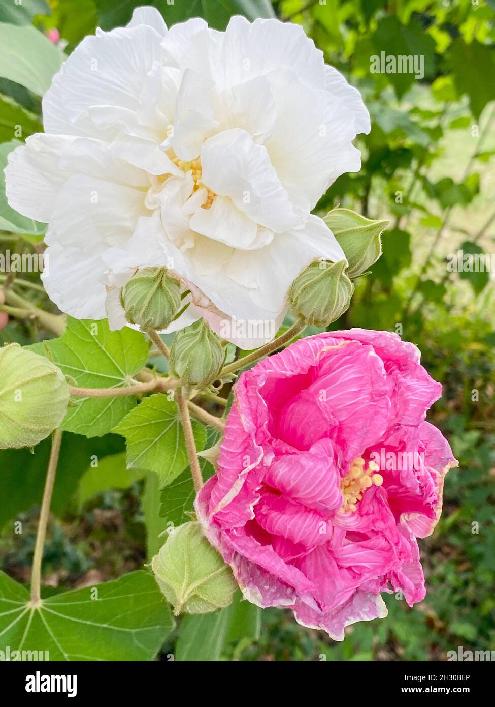 Pink Confederate Rose Stock Photo Alamy