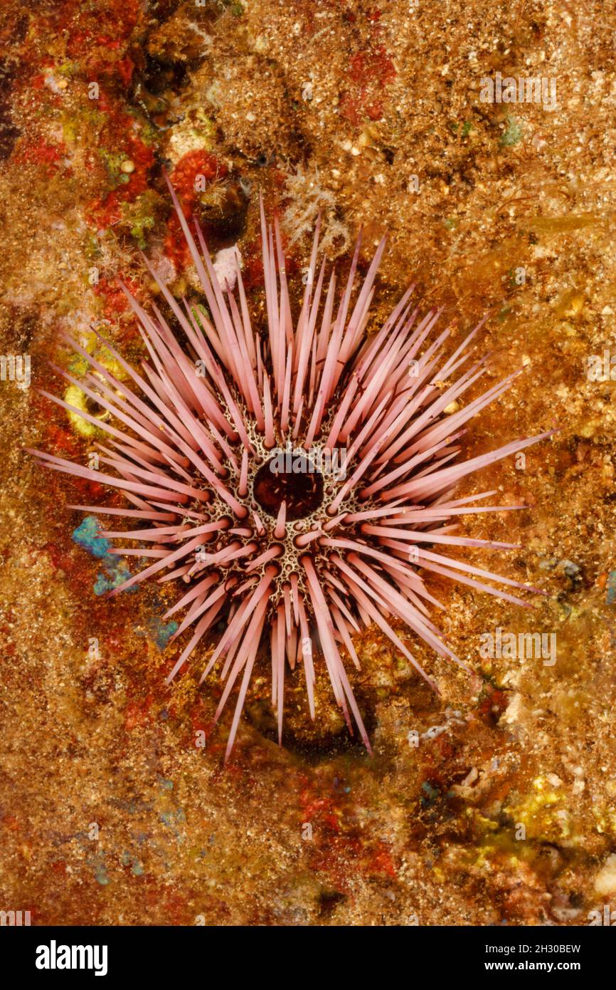 The needle-spined urchin, Echinostrephus aciculatus, is also known as a red rock boring urchin, Hawaii. This invertebrate grinds into solid limestone Stock Photo
