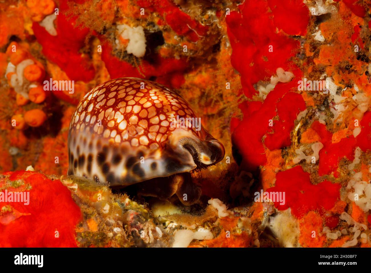 The reticulated cowry, Cypraea maculifera, is also referred to as the blotched cowry, Hawaii. Stock Photo