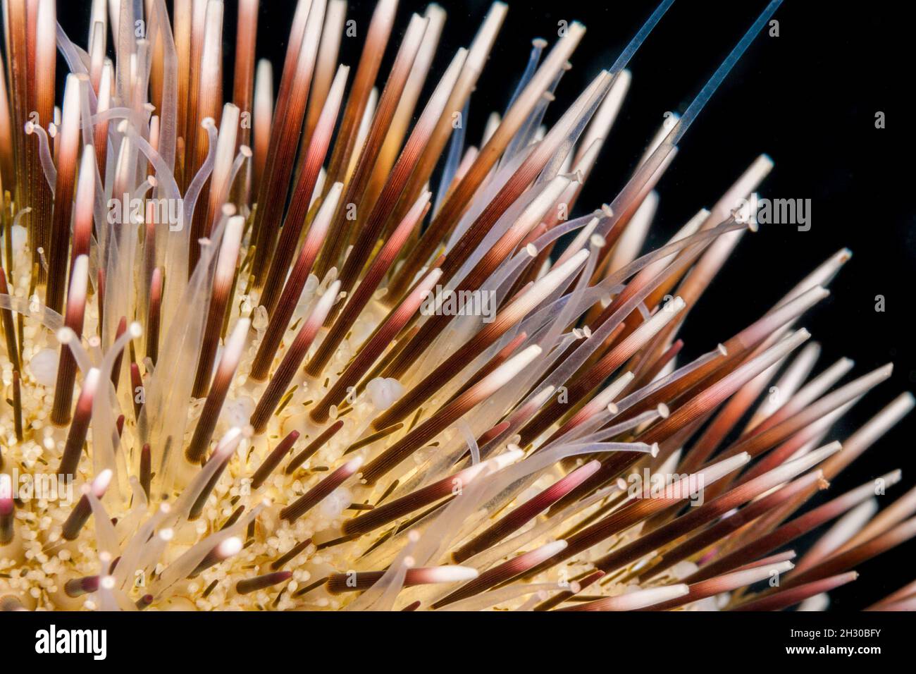 By day the pebble collector urchin, Pseudoboletia indiana, covers itself with rubble it finds and may even bury into a sandy bottom. A close look reve Stock Photo