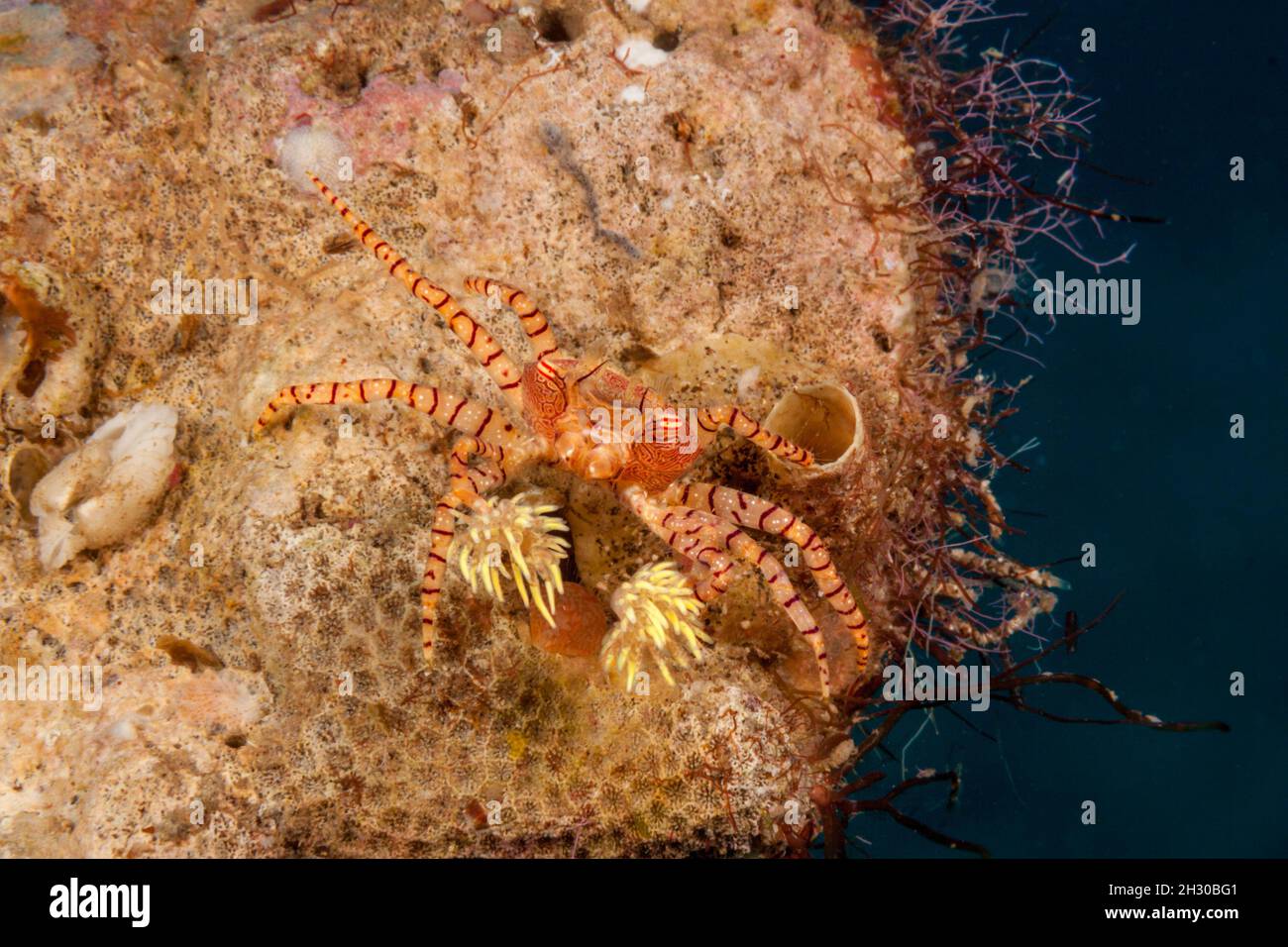 The endemic Hawaiian pom-pom crab or boxer crab, Lybia edmondsoni, is associated with anemones, Triactis sp, that it carries around holding with the c Stock Photo