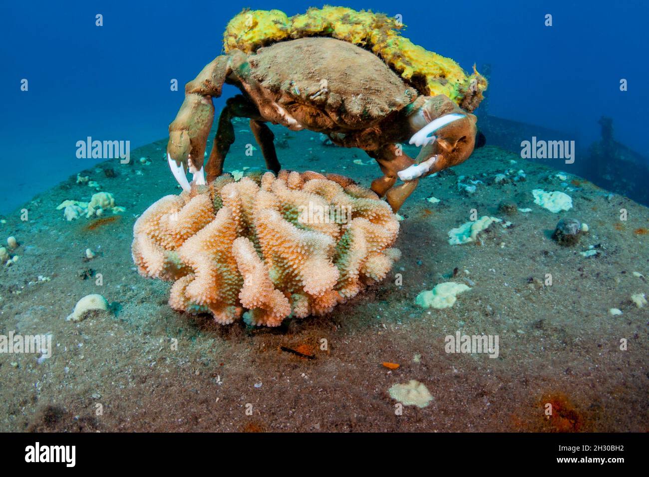 This species of sponge crab, Dromia dormia, is the largest of this family  and is pictured carrying a yellow sponge, Hawaii Stock Photo - Alamy