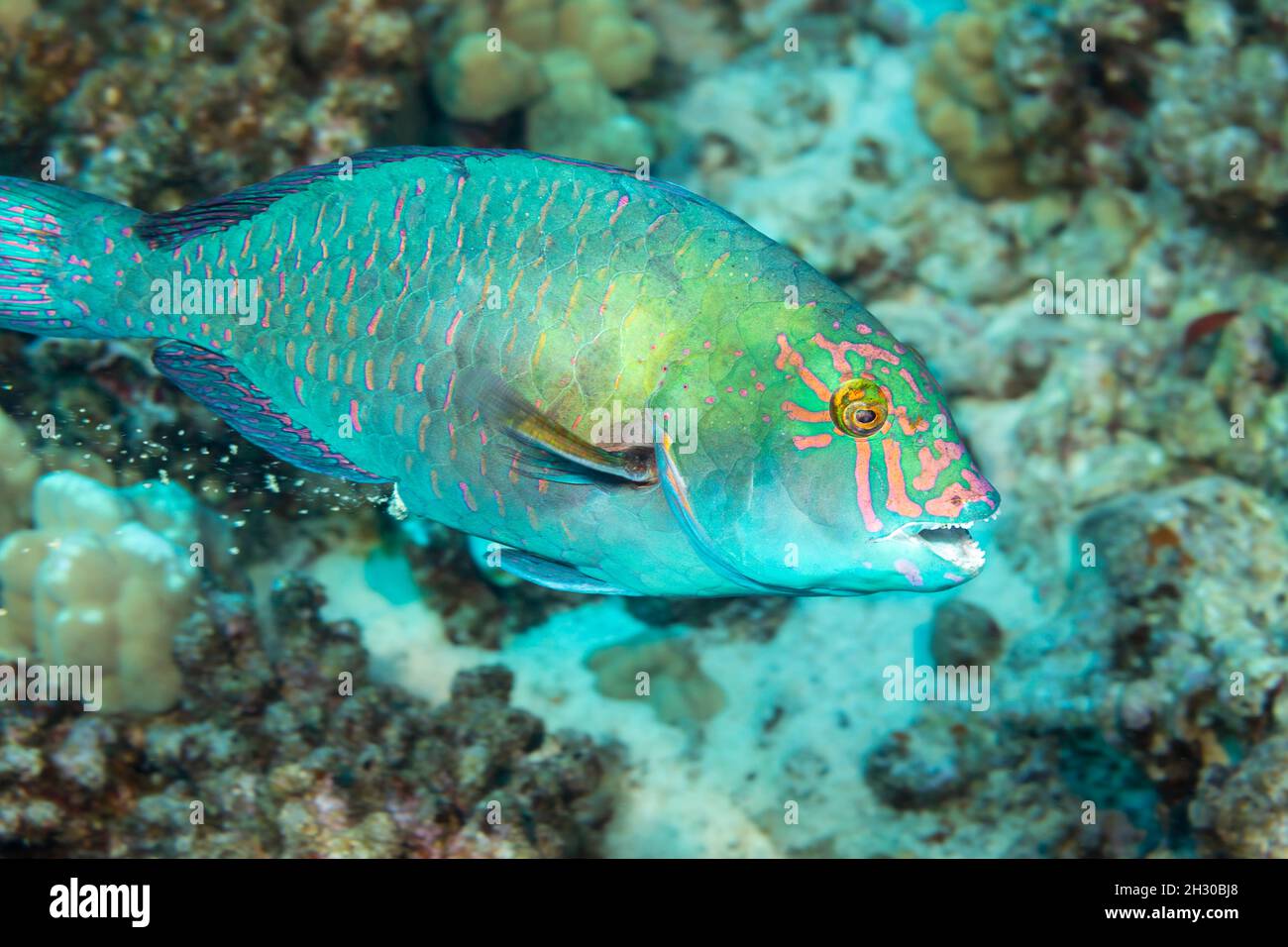 This terminal male stareye parrotfish, Calotomus carolinus, has been eating coral and is pictured dropping sand excrement on the reef, Hawaii. Stock Photo