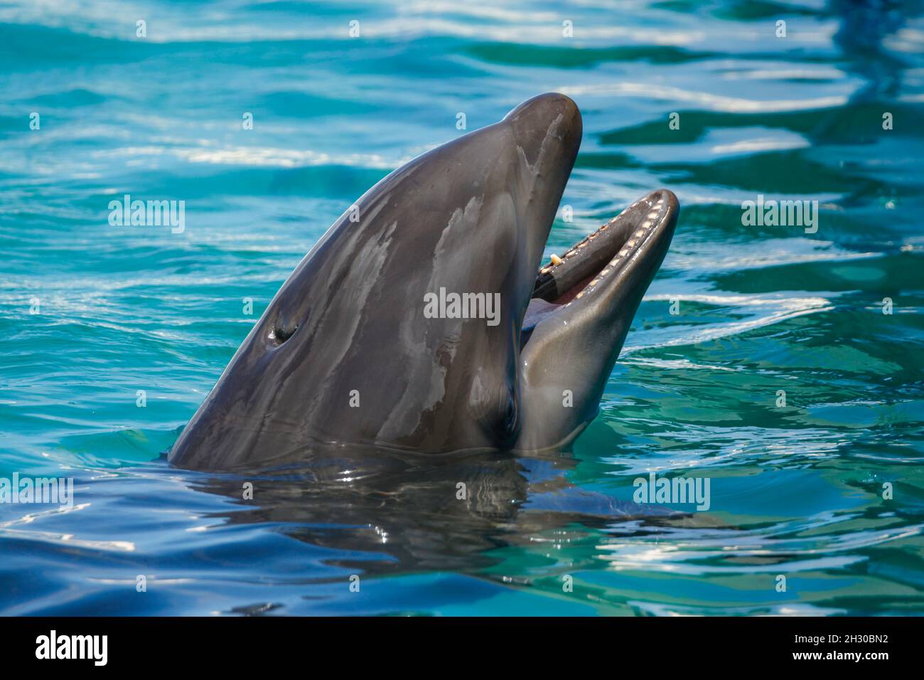 A wolphin or wholphin is an extremely rare hybrid born from a mating of a female common bottlenose dolphin, Tursiops truncatus, with a male false kill Stock Photo