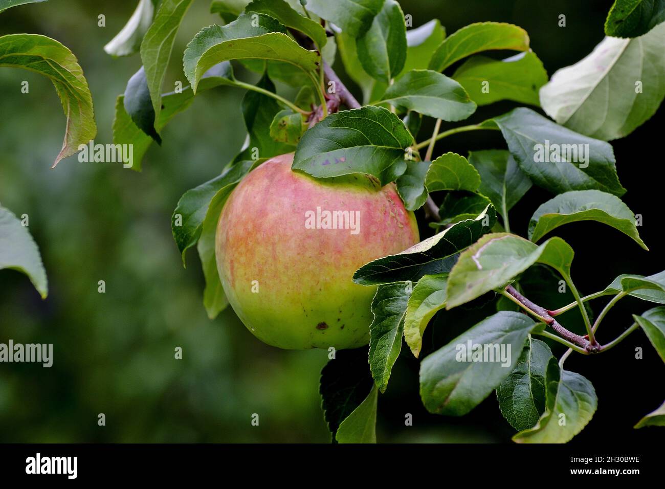 Piniva Pinata rose hi-res stock photography and images - Alamy