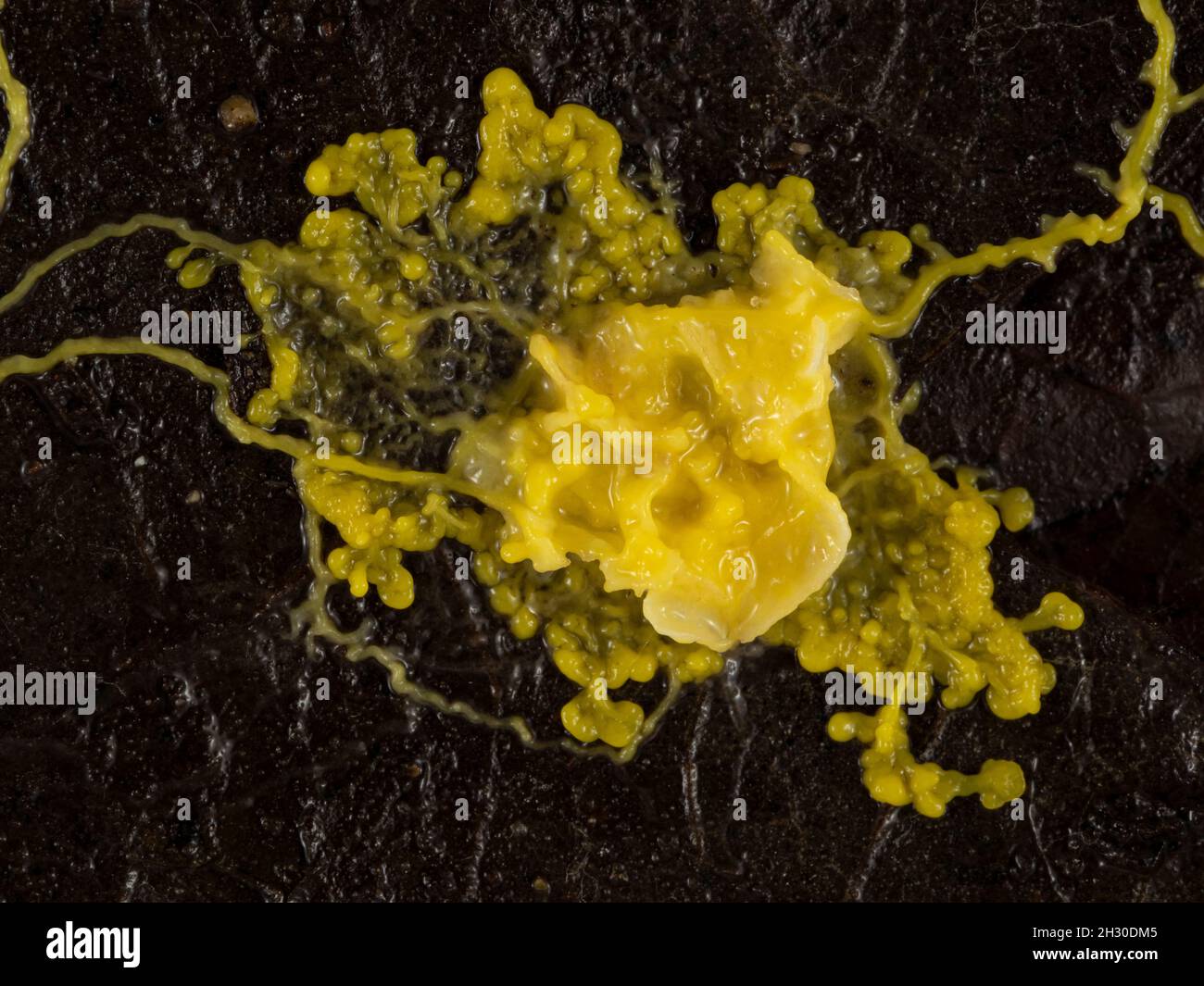 Yellow slime mould or slime mold (Physarum polycephalum) that has found and engulfed a piece of food on a dead leaf Stock Photo