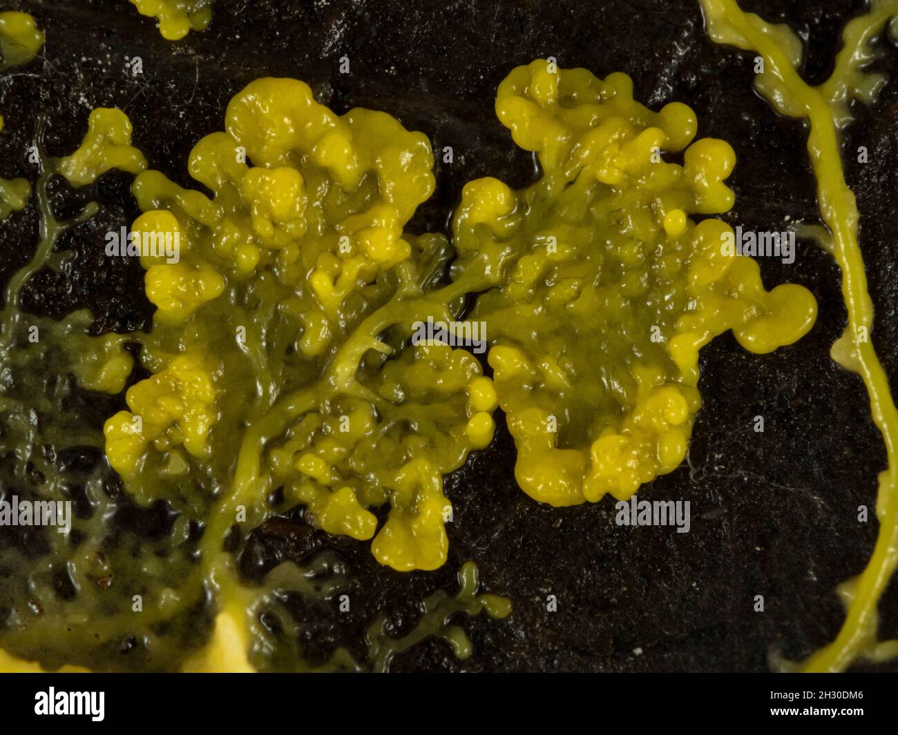 Close-up of the plasmodium of a yellow slime mould or slime mold (Physarum polycephalum) on a dead leaf as it spreads out in search of food Stock Photo