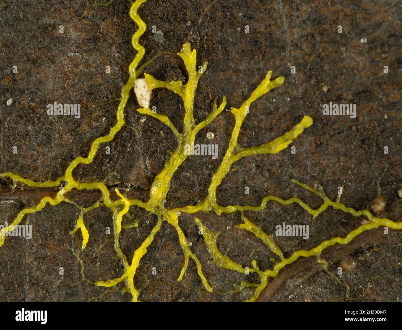 Close-up of yellow slime mould or slime mold (Physarum polycephalum) creeping across a dead leaf in search of food Stock Photo