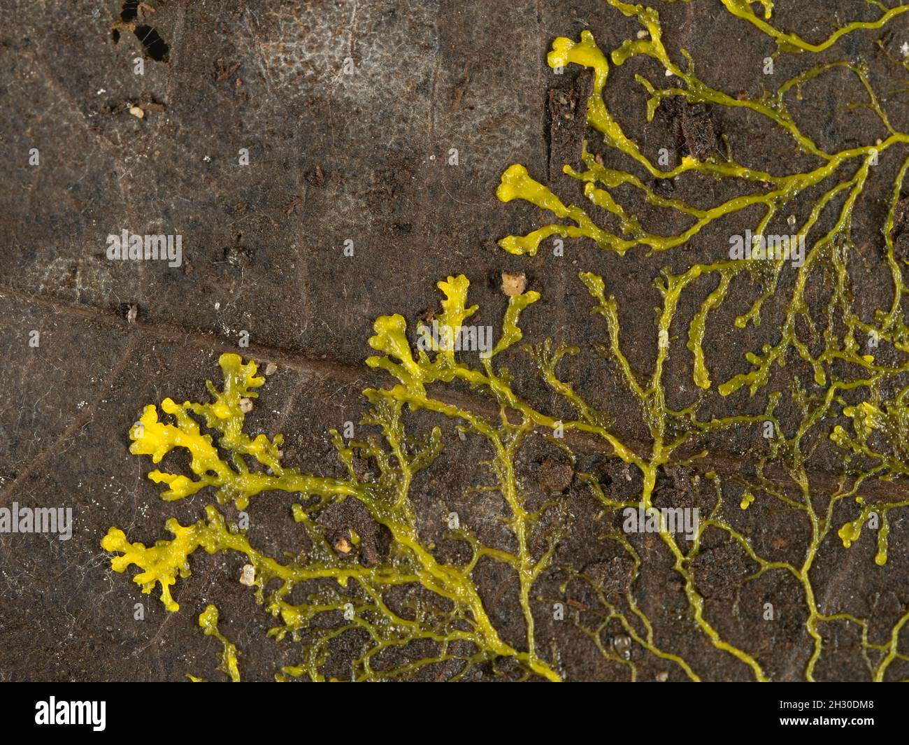 Yellow slime mould or slime mold (Physarum polycephalum) forming a tubular network of protoplasmic strands across a dead leaf  in search of food Stock Photo