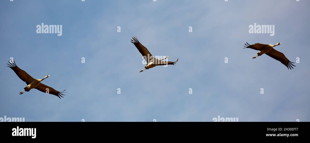 Flight of migrating cranes in cloud sky Stock Photo - Alamy