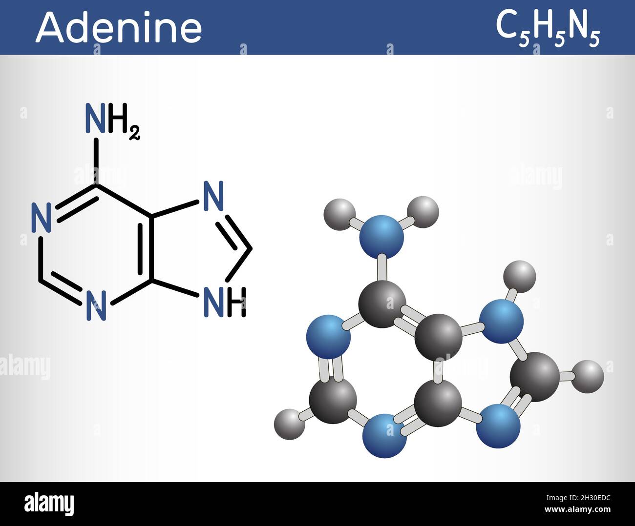 Adenine, Ade molecule. It is purine nucleobase, fundamental unit of the genetic code in DNA and RNA. Structural chemical formula, molecule model. Vect Stock Vector