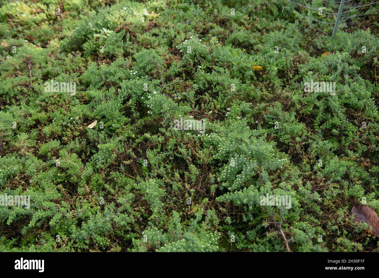 Autumn Flowering White Flowers on the Prostrate Perennial Heath Aster Plant (Symphyotrichum ericoides var. prostratum) Growing in a Woodland Garden Stock Photo