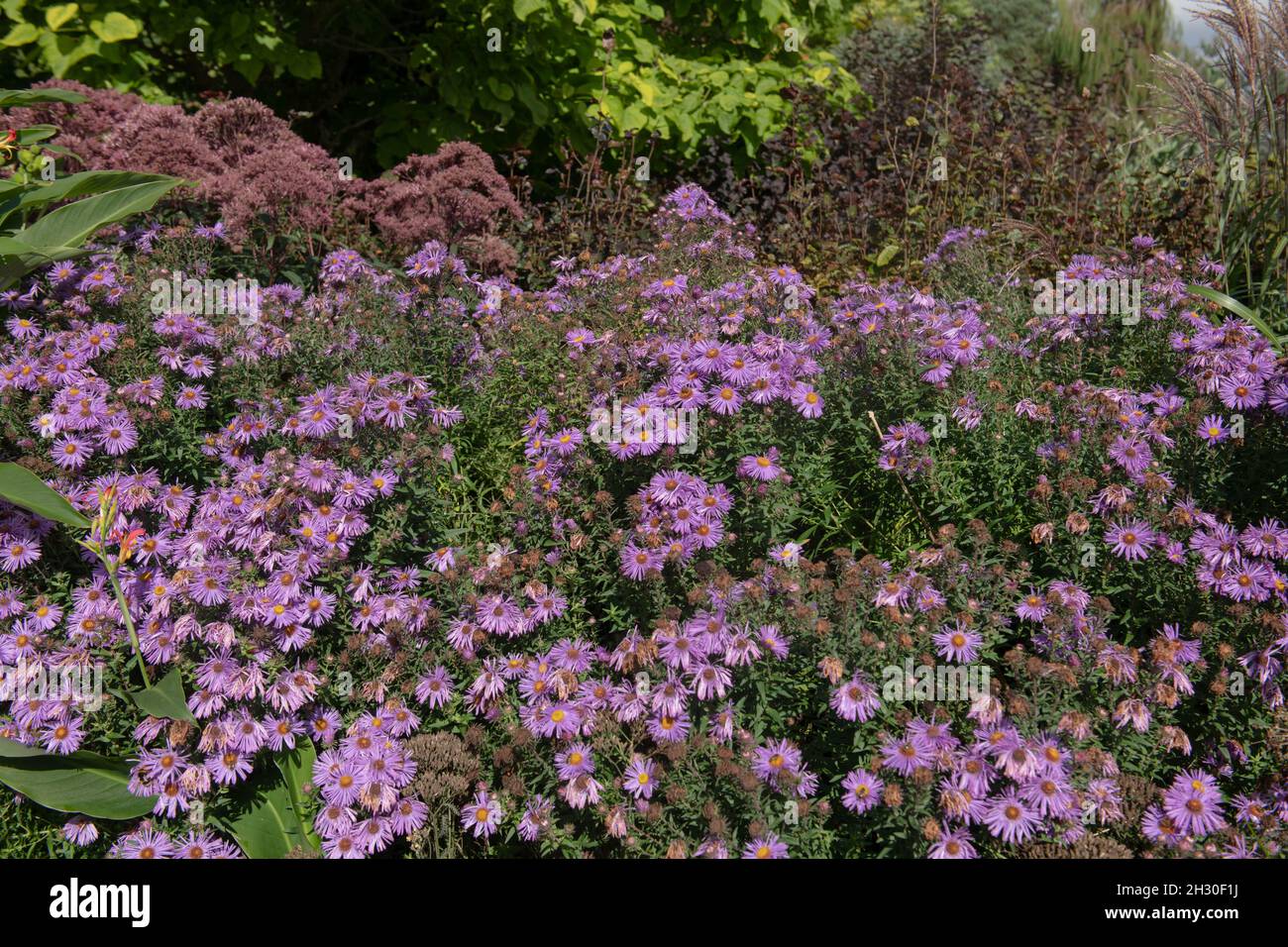 Autumn Flowering Bright Purple Flower Heads on a Michaelmas Daisy or New England Aster Plant (Symphyotrichum novae-angliae 'Mrs S.T. Wright) Stock Photo