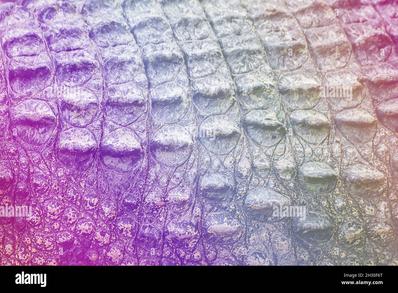 Real Crocodile skin texture use for background Stock Photo - Alamy
