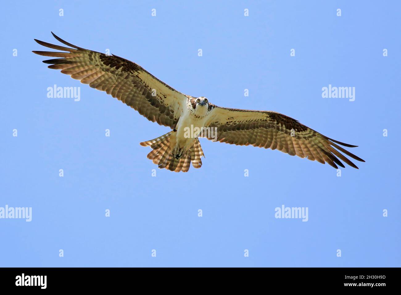 Osprey flying in the sky Stock Photo