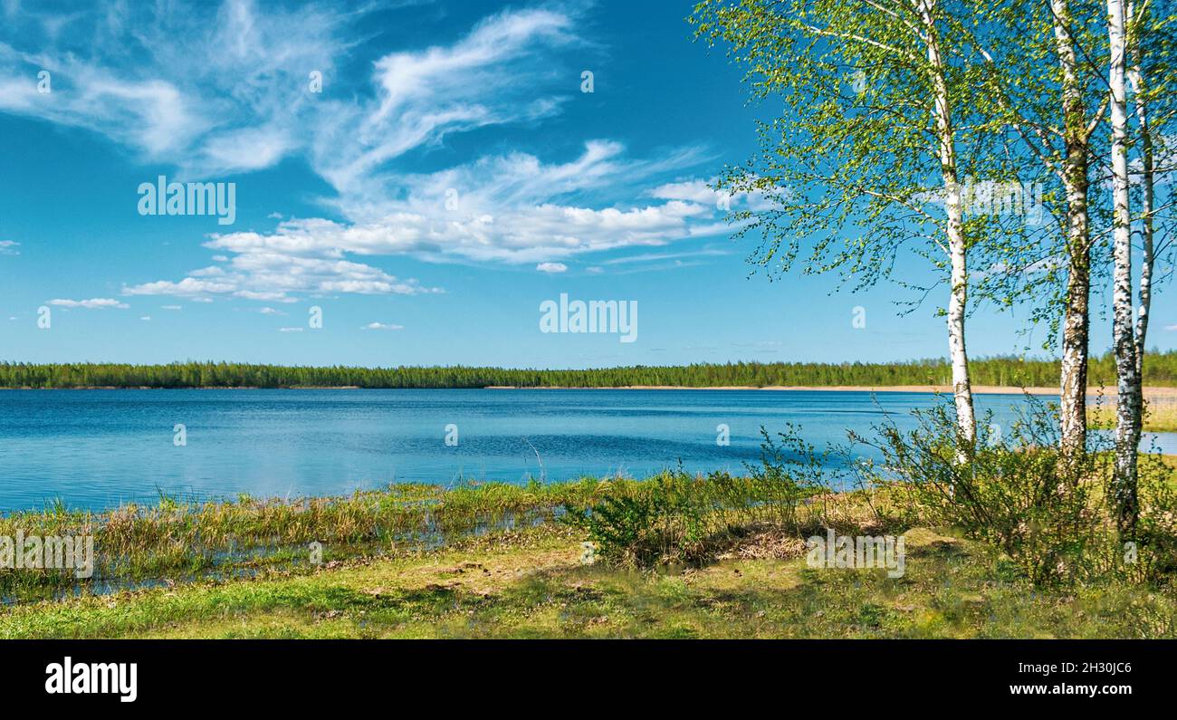 Forest lake under a blue cloudy sky, beautiful birch trees on the shore ...