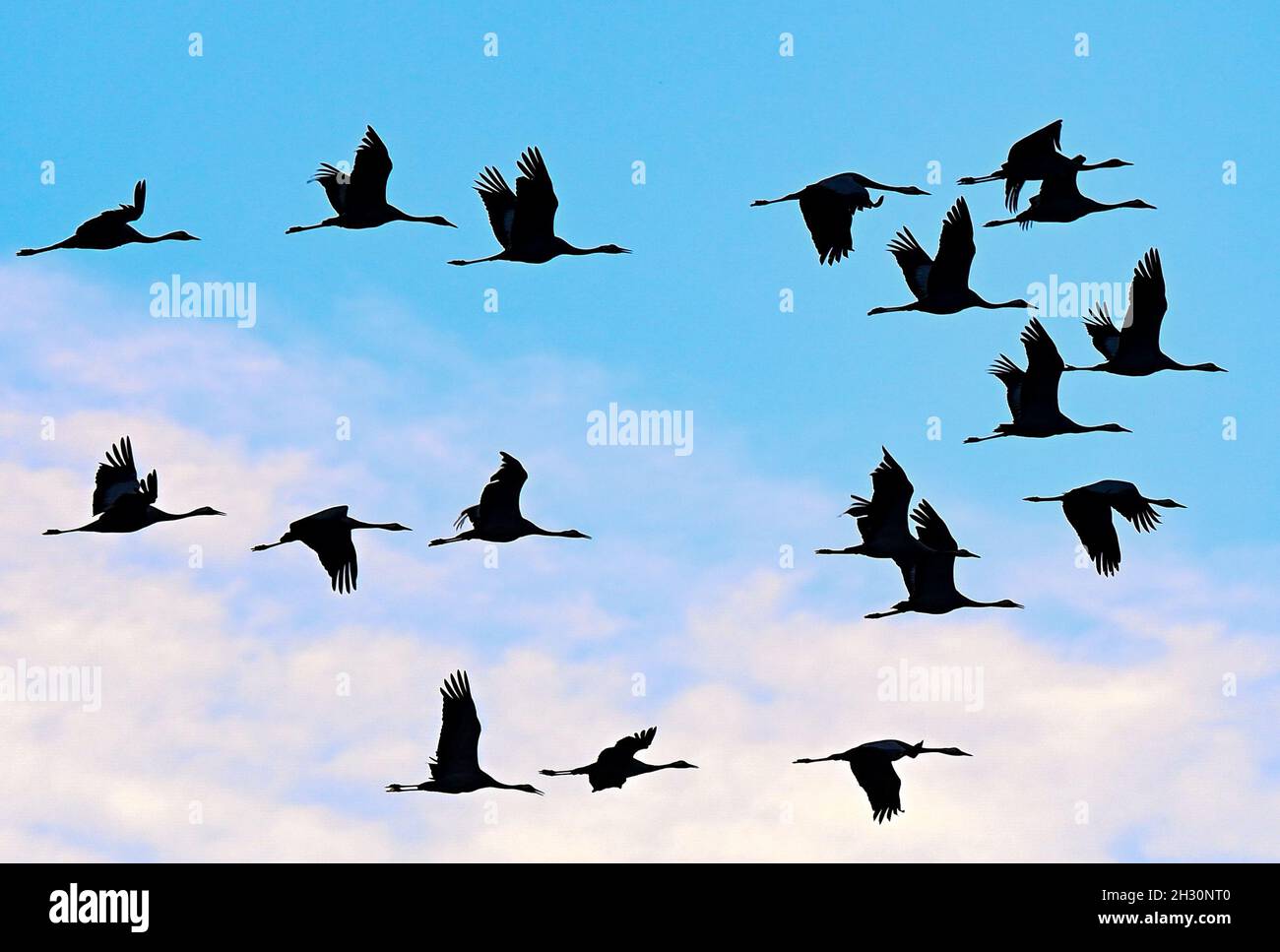 Как мигрируют журавли. Степные птицы сальский степей. Птицы улетают. Журавли прилетели. Перелет журавлей.