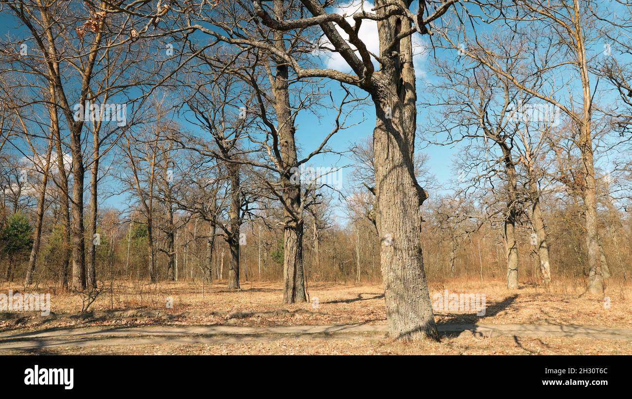 Unleafed Tree Oak Trees Without Leaves In Beautiful Early Spring Sunny Day. Nature ...