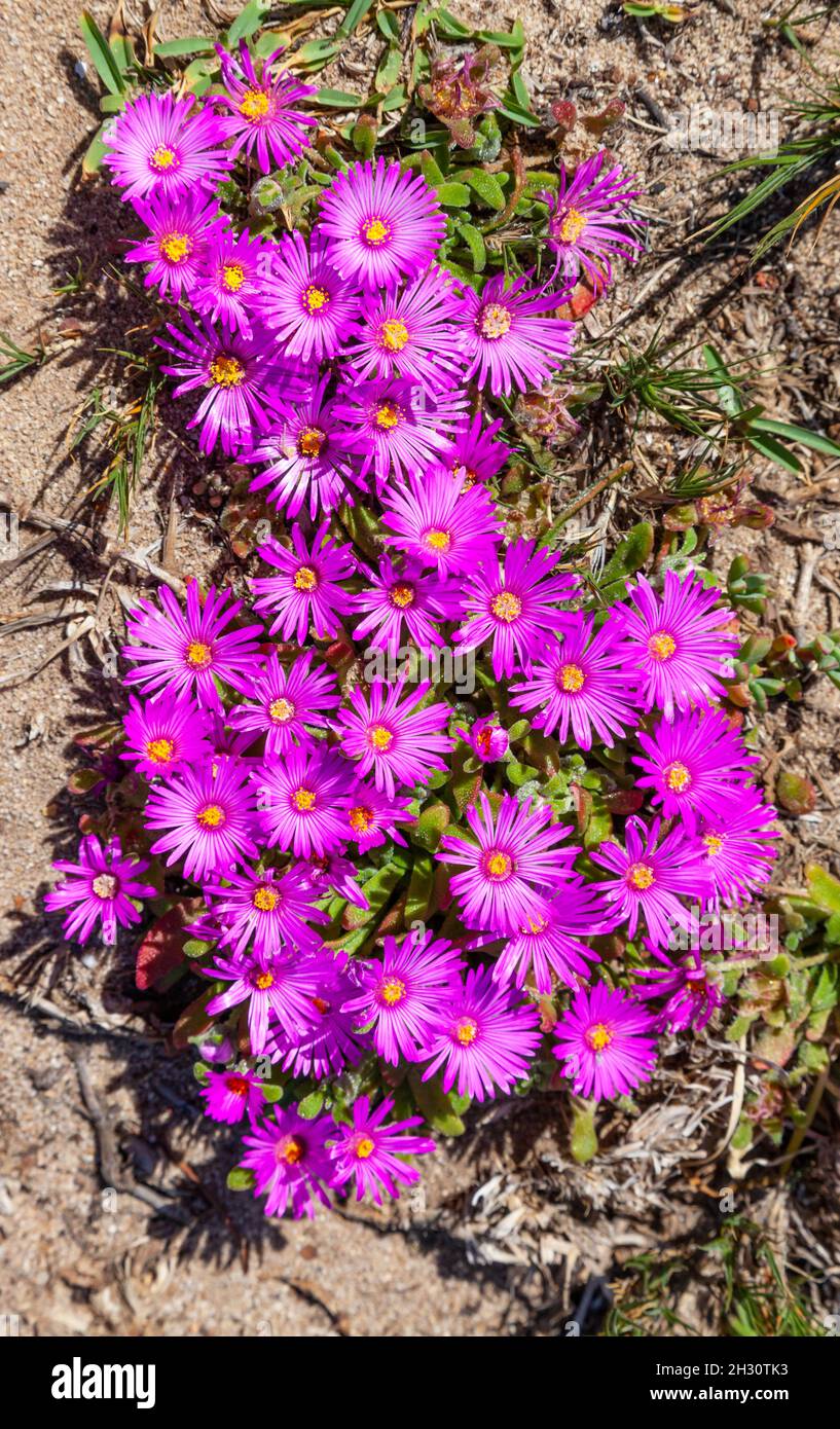 Purple vygies (Mesembryanthemums) growing in Table Mountain National Park, Cape Peninsula, South Africa. Stock Photo