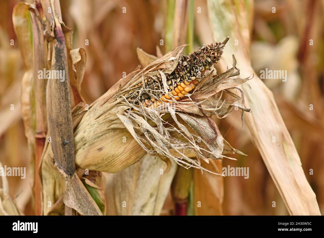 Sick rotten corncob with black maize kernel in agricultural field Stock Photo