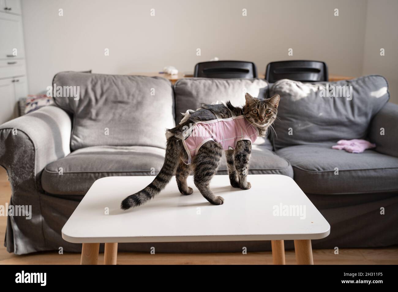 Cat with bandage after sterilisation. Home pet castration. Recovery