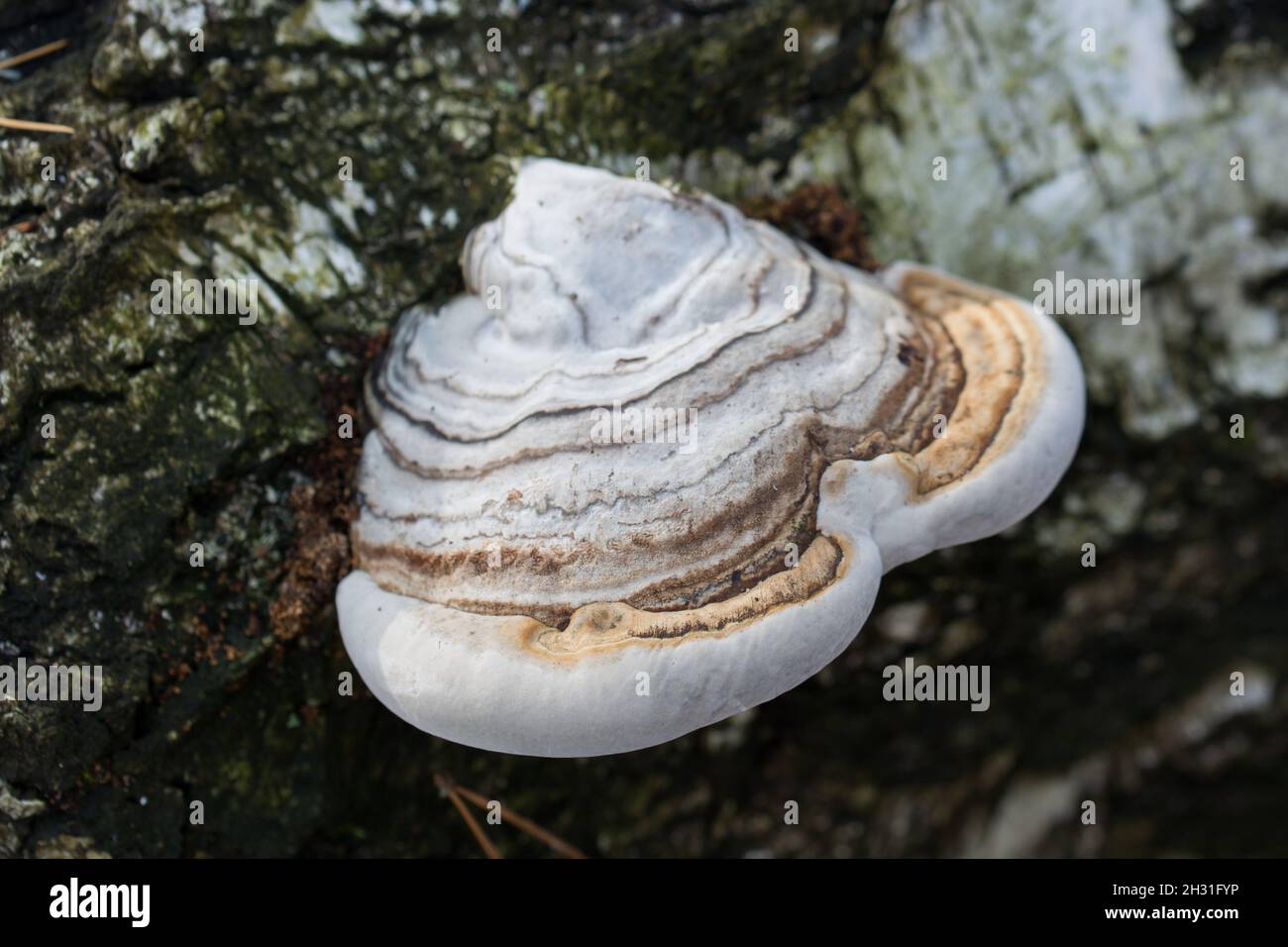 Fomes fomentarius,  tinder fungus on fallen birch tree closeup selective focus Stock Photo