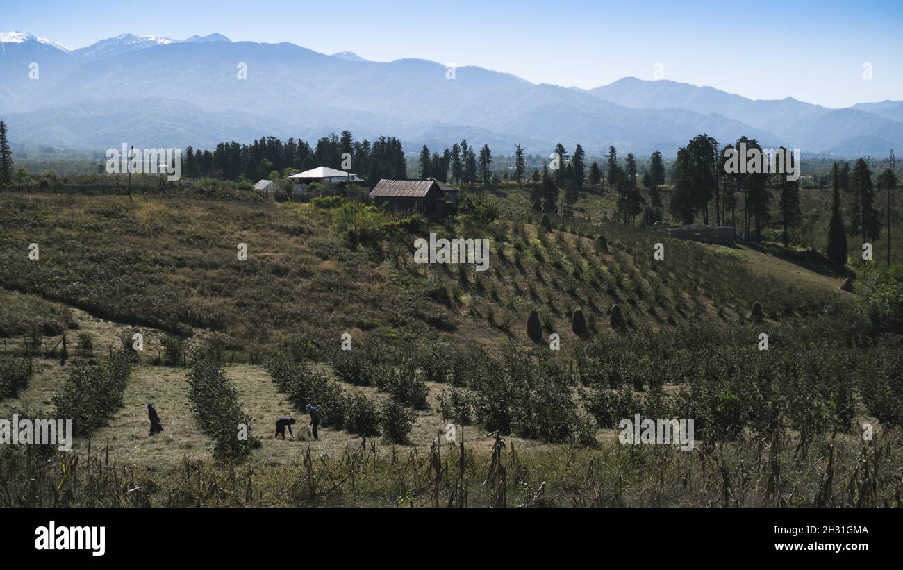 Peasant labor hay harvesting. A village at the foot of a mountain range
