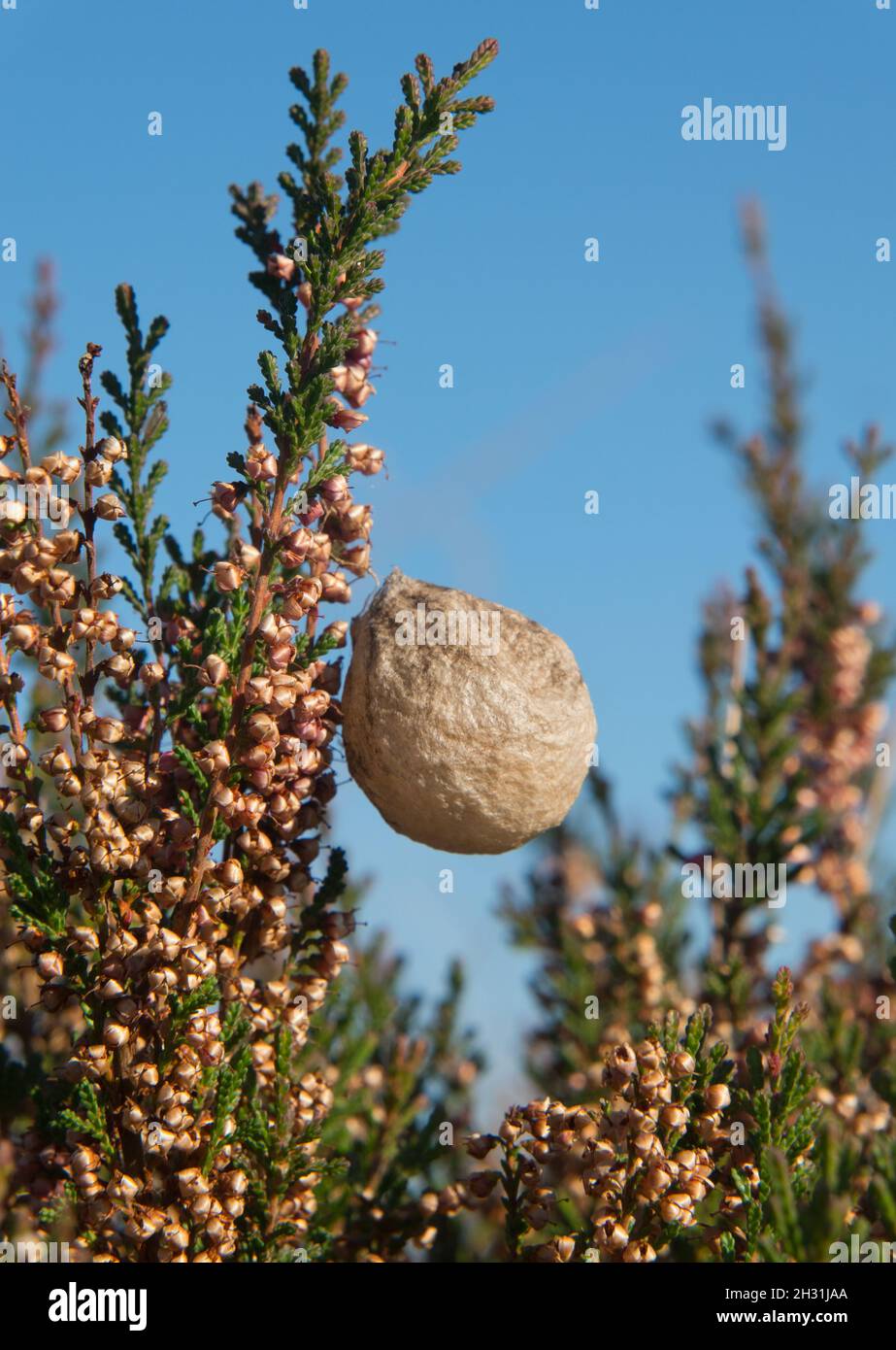 Egg sac of Wasp spider in Common heather under blue sky Stock Photo