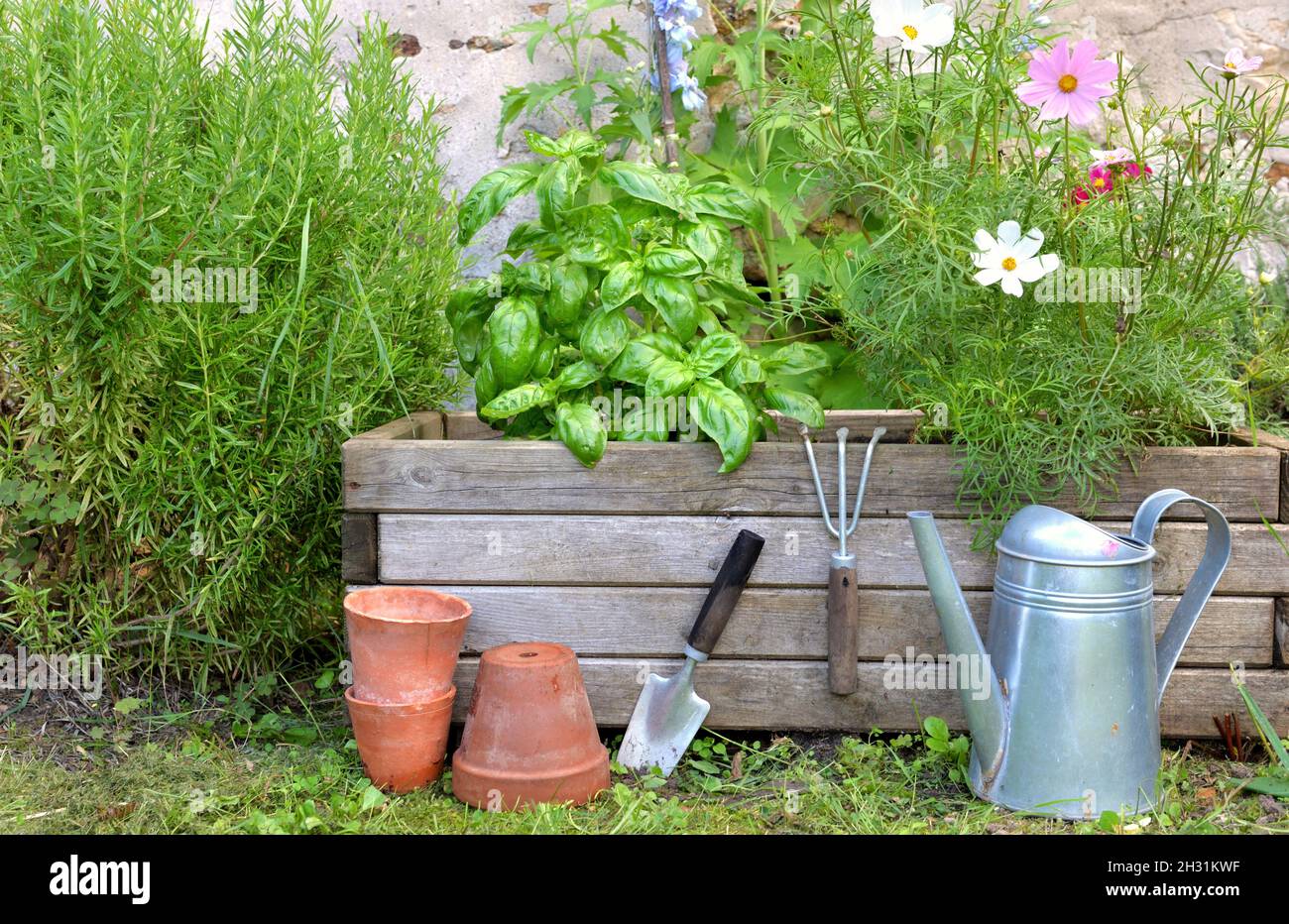 aromatic plant and and flowers in a wooden gardener with gardening tools Stock Photo
