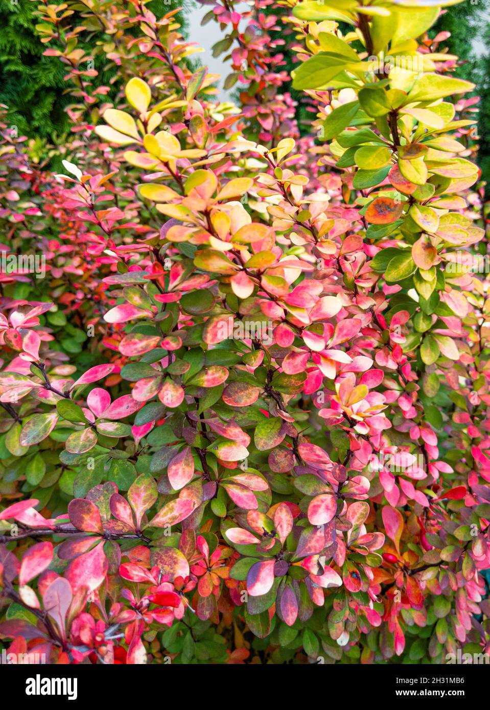 Beautiful bright multicolored barberry bush in fall colors in a garden. Barberry bush in fall colors in a garden. Stock Photo
