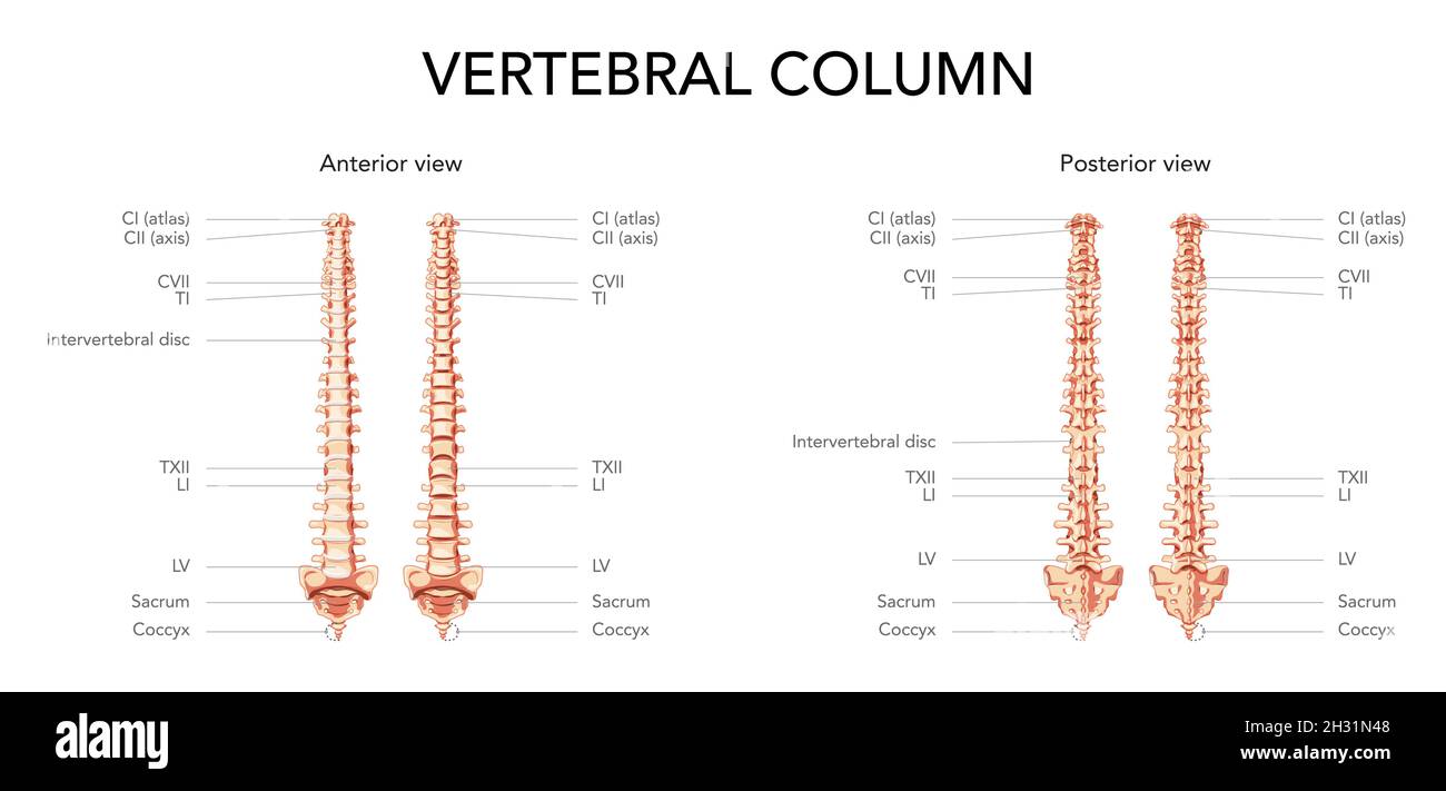 Human vertebral column in front, back with main parts labeled, with and without Intervertebral disc. Vector flat realistic concept illustration in natural colours, spine isolated on white background. Stock Vector