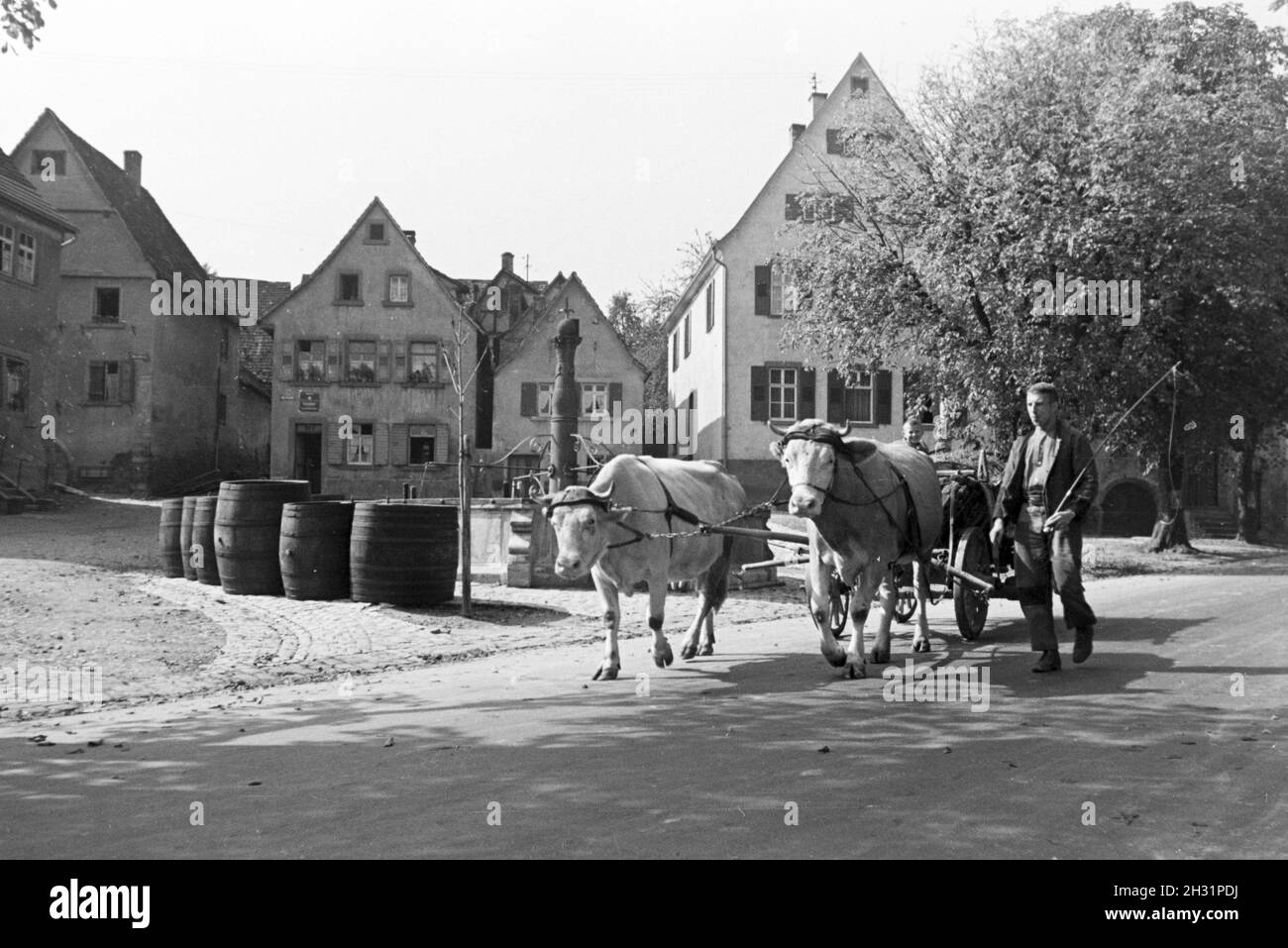Ein junger Mann treibt Kühe, die einen Heuwagen ziehen, durch eine Bruchsaler Straße, Deutschland 1930er Jahre. A young man drives two cows, pulling a hay cart, along a street in Bruchsal, Germany 1930s. Stock Photo