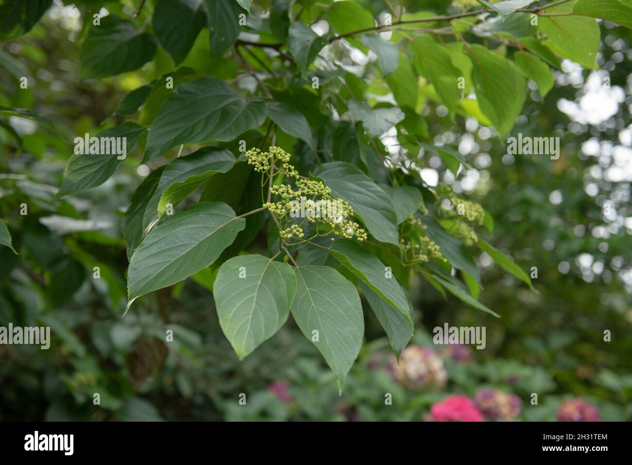 Cream Flower Heads and Glossy Green Leaves on a Deciduous Chinese or Japanese Raisin Tree (Hovenia dulcis) Growing in a Woodland Garden in Rural Devon Stock Photo