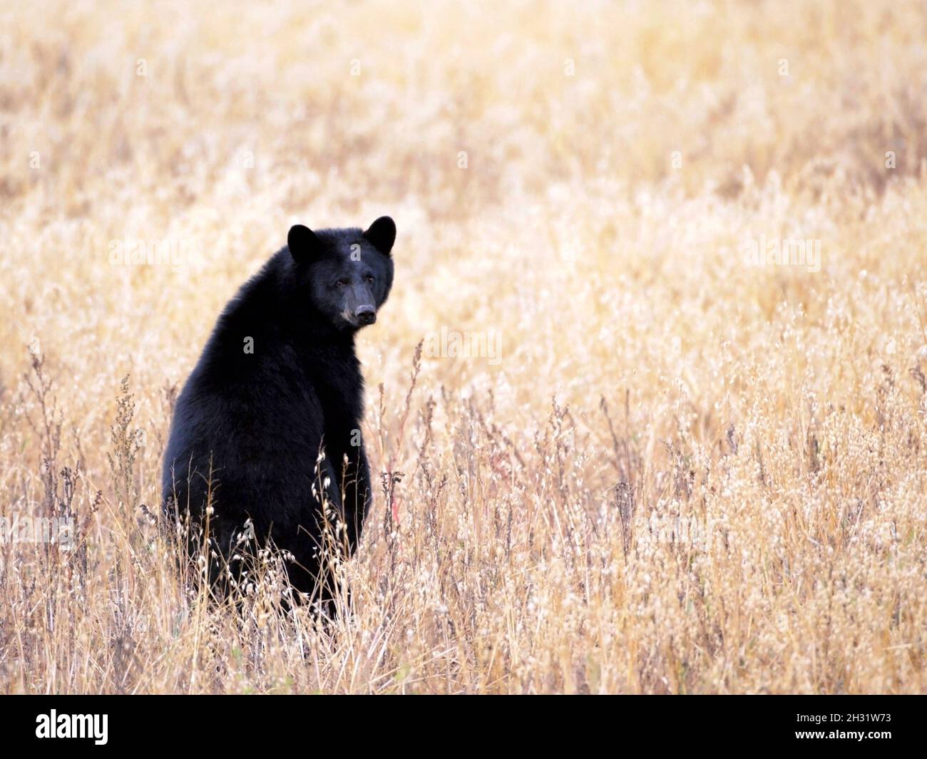Black Bear standing in a farmers Oat field, looking back. Stock Photo