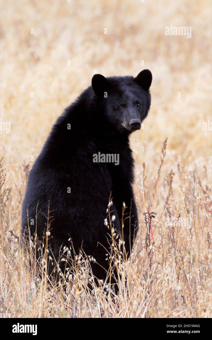 Black Bear standing in a farmers Oat field, looking back at camera. Stock Photo