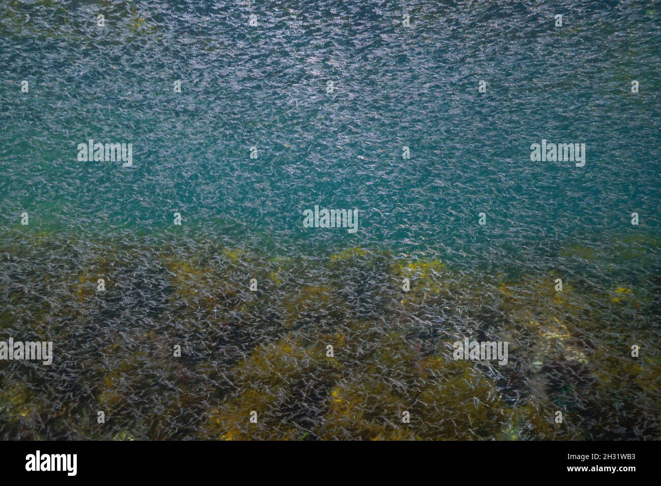 Krill schooling underwater in the ocean, Eastern Atlantic, Spain, Galicia Stock Photo