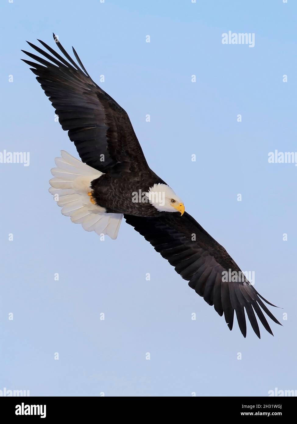 Mature Bald Eagle in flight on light blue sky. Stock Photo