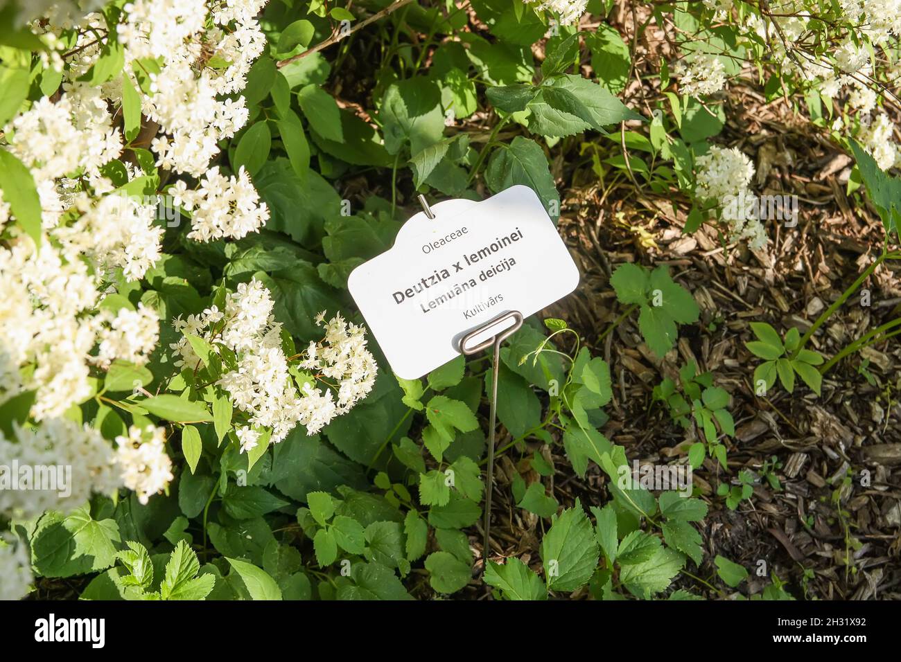 Deutzia lemoinei plant with identification label in latin and latvian lahguage botanical garden of Latvian University, Riga, Latvia. Stock Photo