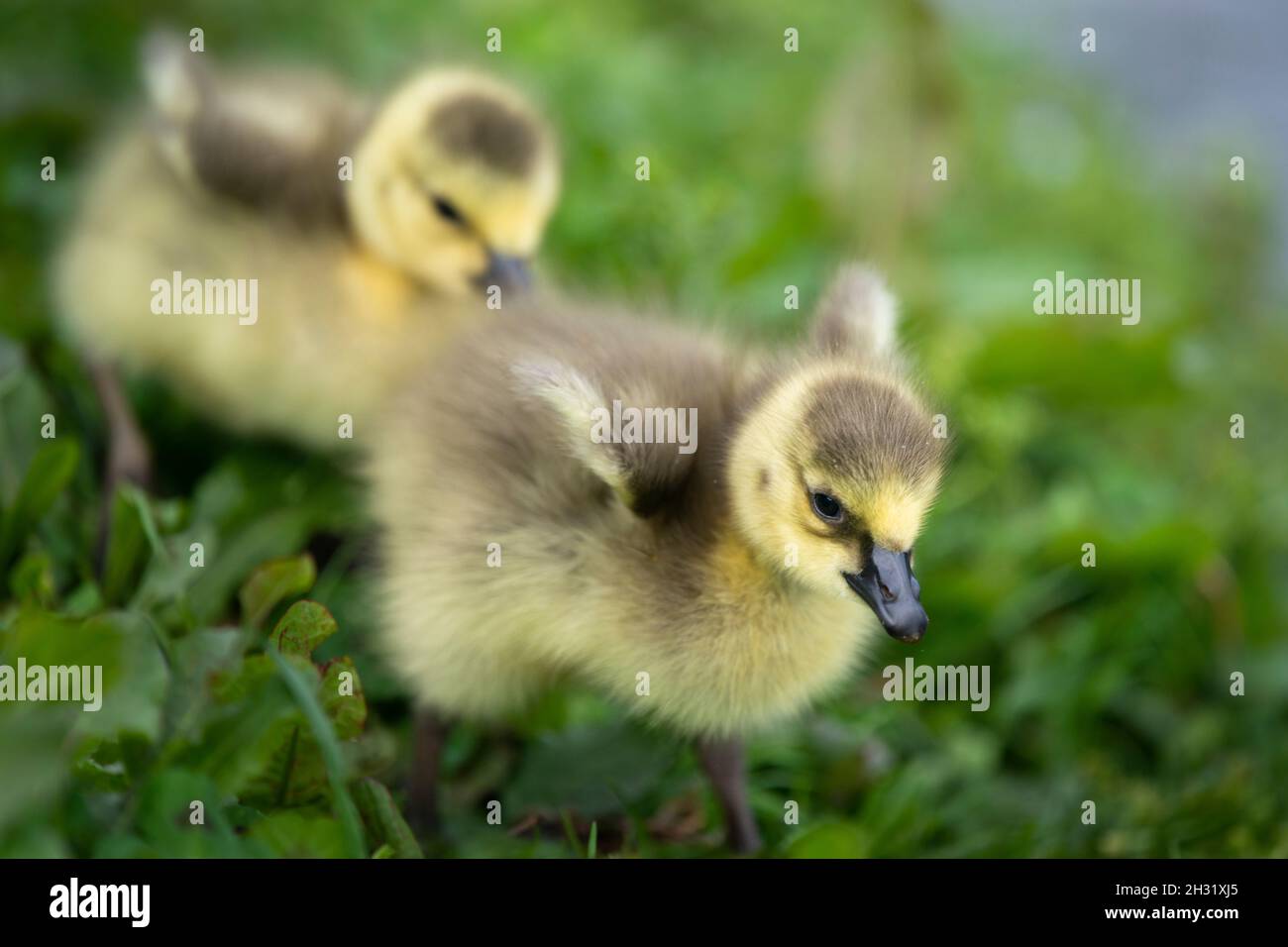 Cute Fluffy Goslings Walking On The Green Grass Field, Flapping Their 