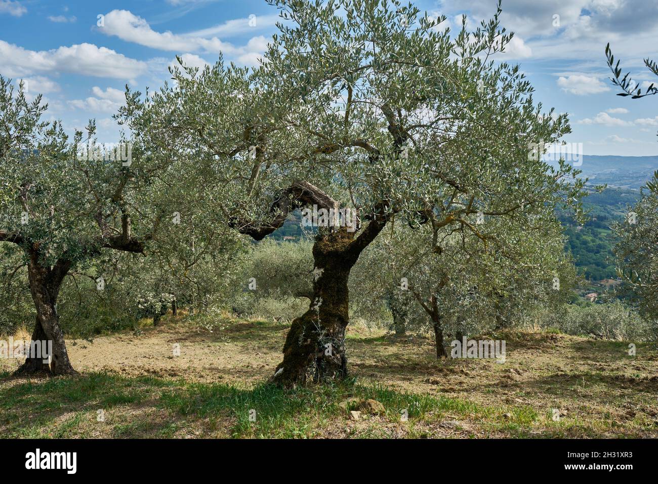 alte Olivenbäume (Olea europaea) nahe Panicale, Region Perugia, Umbrien, Mittelitalien, Italien, Europa Stock Photo