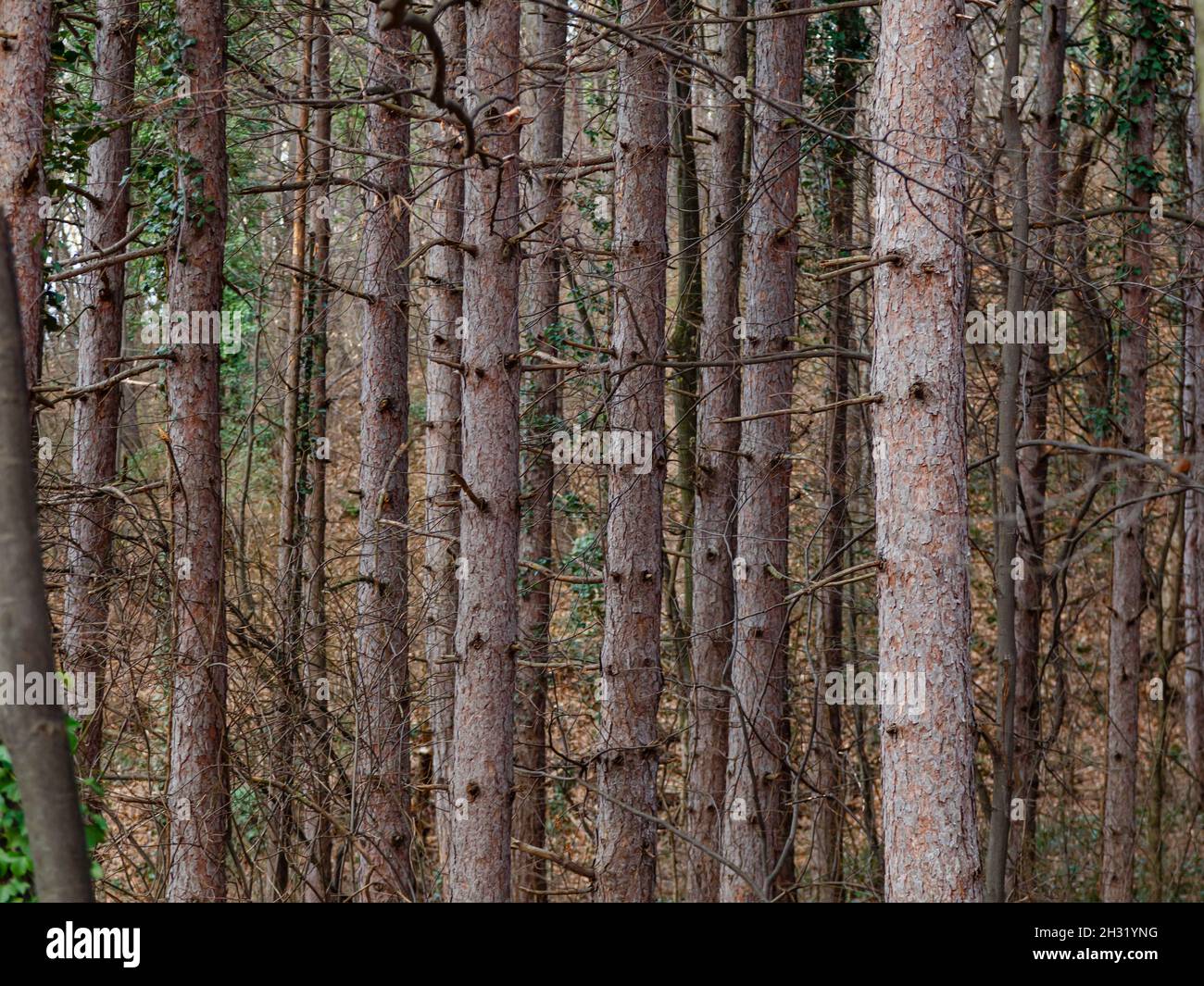 Alley of poplar trees hi-res stock photography and images - Alamy
