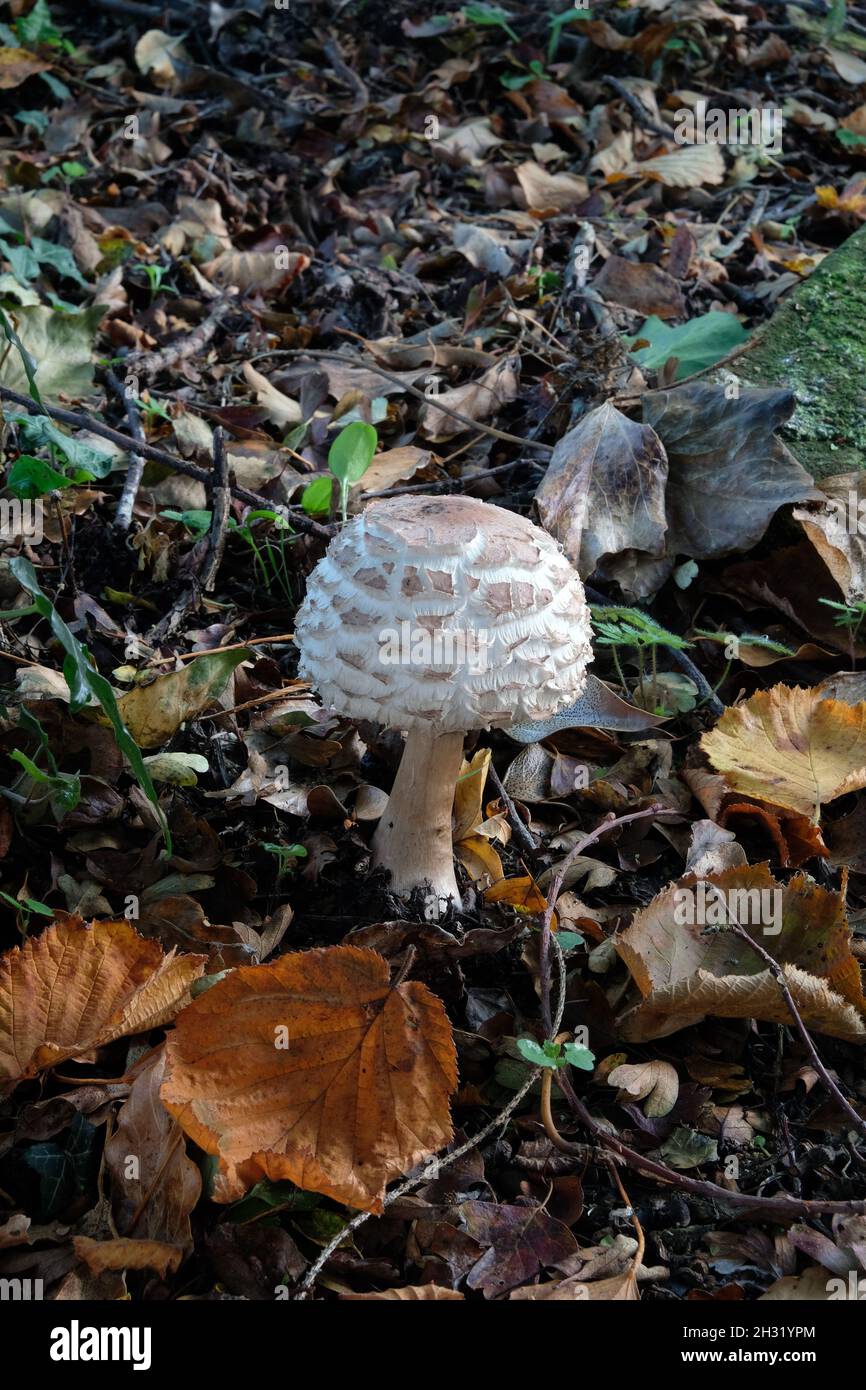 Chlorophyllum rhacodes - Shaggy Parasol - mushroom in the soil beneath a woodland hedgerow in England, UK Stock Photo