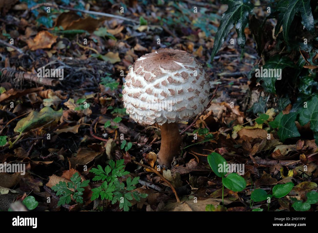 Chlorophyllum rhacodes - Shaggy Parasol - mushroom in the soil beneath a woodland hedgerow in England, UK Stock Photo