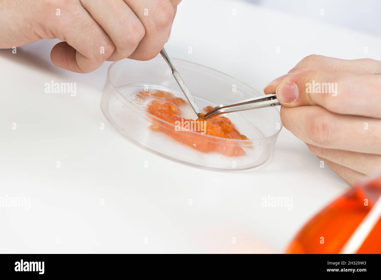 Researching food sample with tweezers Stock Photo