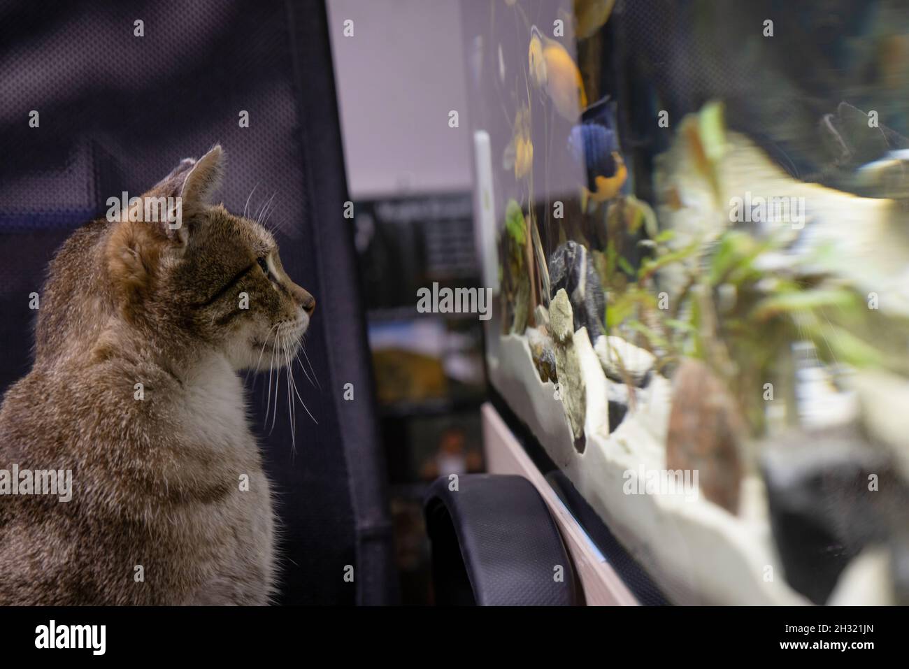 Fish for best sale cat to watch