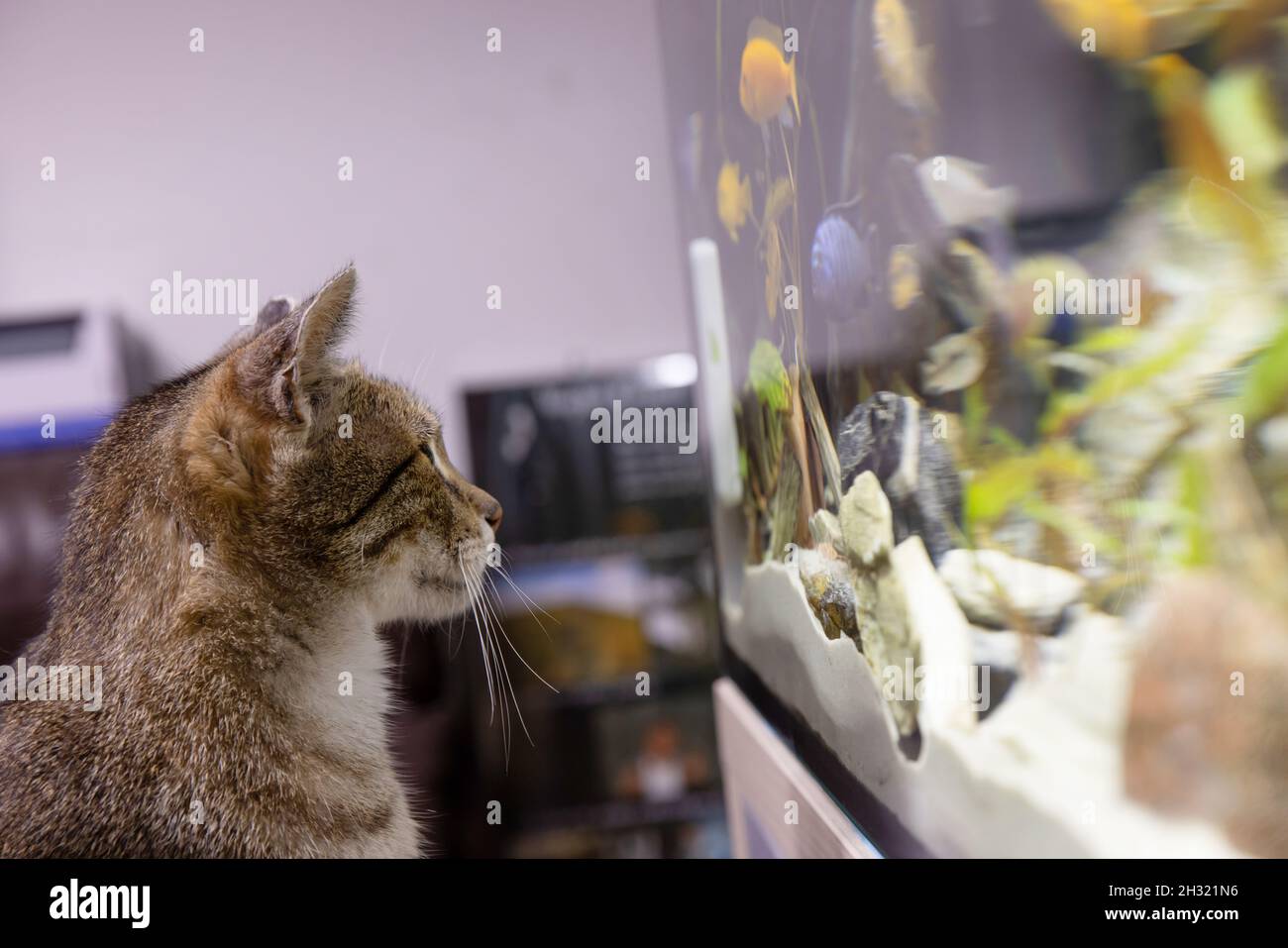 cat and fish, cat watching looking at aquarium fish. Stock Photo