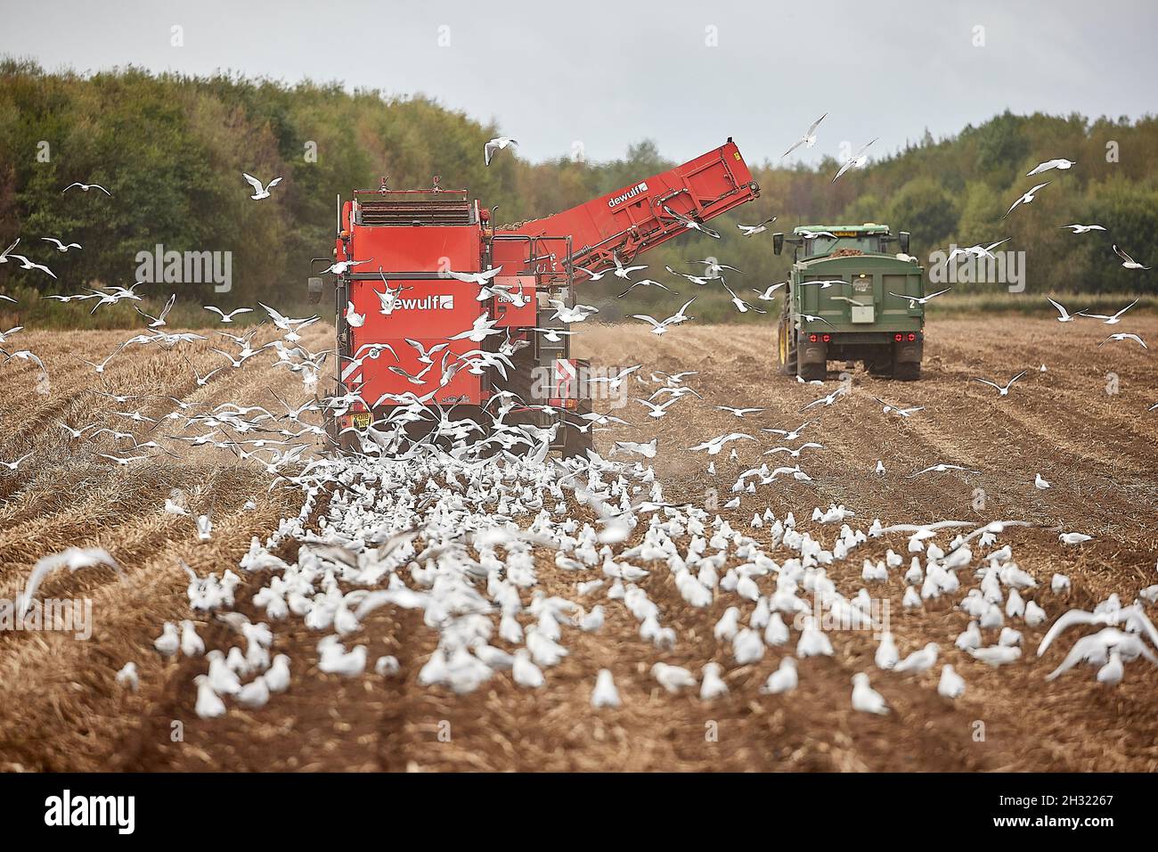 Thornton, Liverpool farming potato picking machines with seagulls following the DEWULF harvesting machinery for scraps Stock Photo