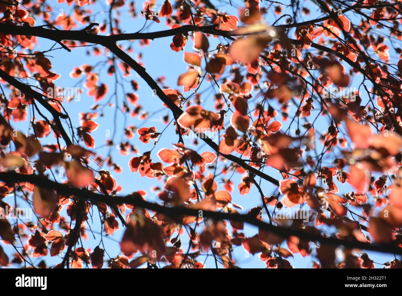 Sun Shining Through Thin Red Leaves. Stock Photo