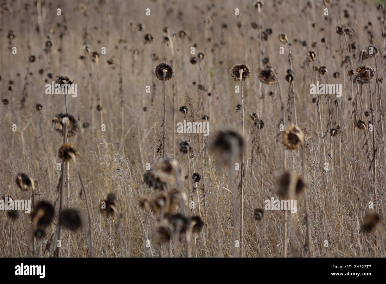 Field Of Withered Sunflowers I. Stock Photo